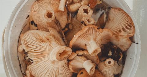 mushrooms fb